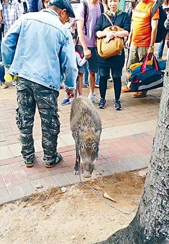 香港男子牵野猪在闹市散步