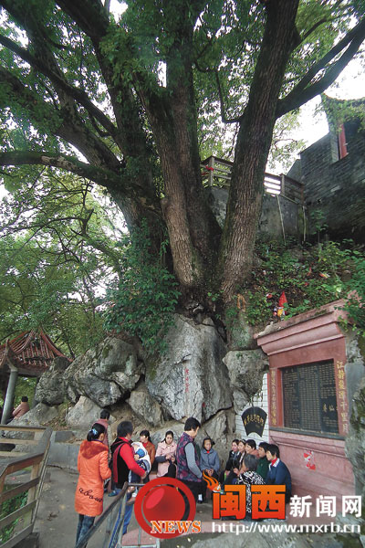 石缝里长出多株古樟树 最年轻的也有80多岁