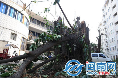 云谷小区有些较粗的树被砍成3米树桩