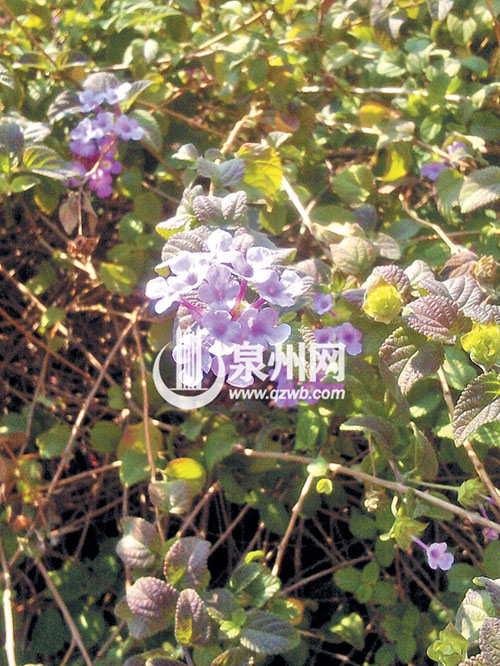 马缨丹小巧可爱