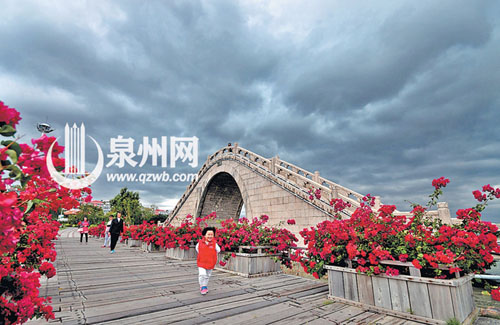 西湖公园的三角梅给人奔放、热烈的感受