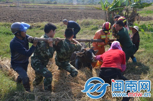 众人合力，将母牛救出来