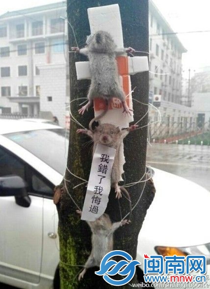 老鼠被示众