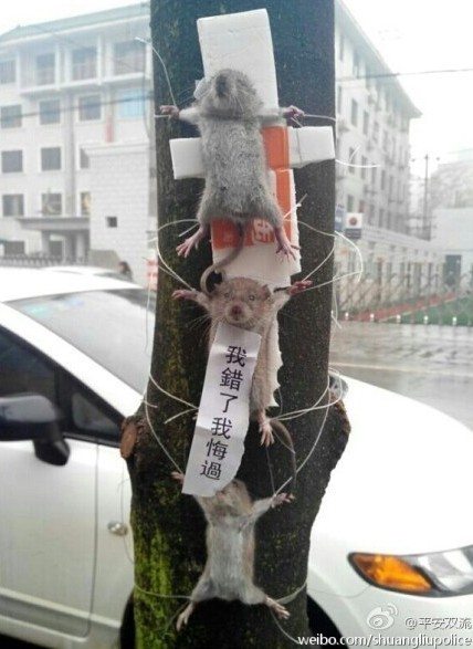 老鼠“偷”东西被抓“示众”