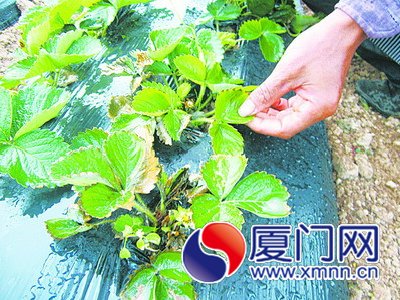 老周家的草莓叶子开始枯黄