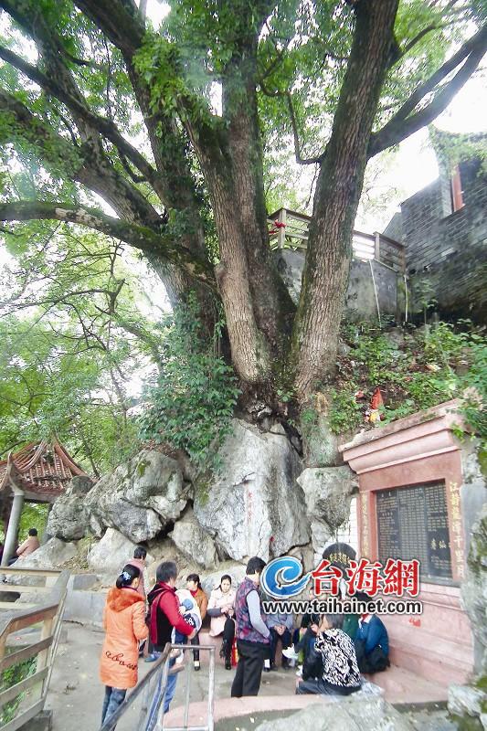 破石而出长成古樟树群 三个小伙方可合抱