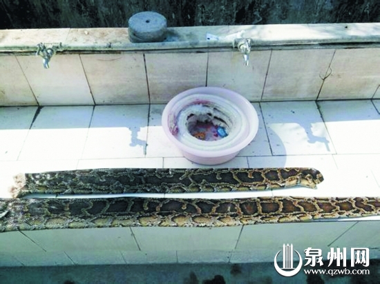 展示剥开的蛇皮、蛇肉