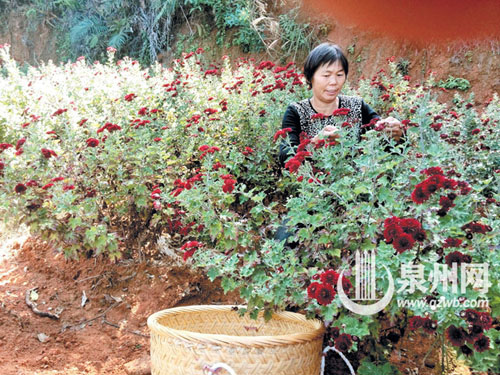 萃菊
