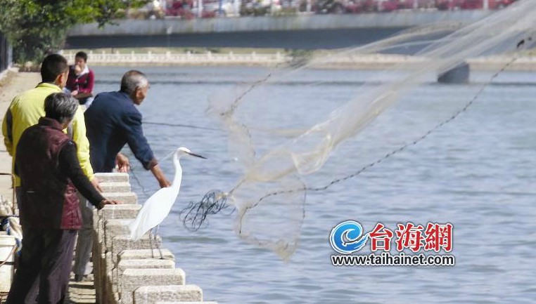老人在筼筜湖撒网捕鱼与白鹭“抢”食
