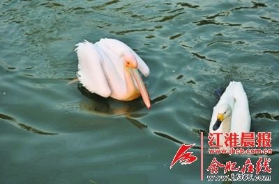 合肥野生动物园的“绯闻”主角