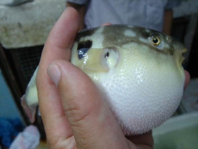 河豚