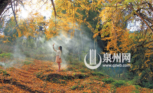 游客在德化山林中观赏银杏