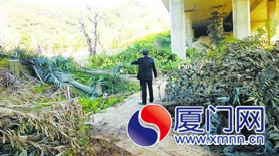 老黄看着被砍的树林，心痛万分