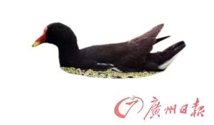 黑水鸡