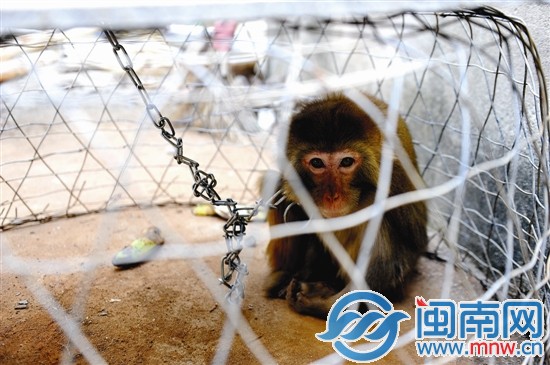 被关进笼子的母猴闷闷不乐