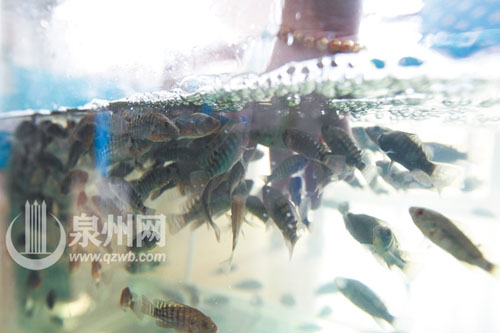 鱼疗所谓的神奇功效受到多方质疑