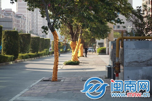 树木裹上金衣，“呼吸”有点困难
