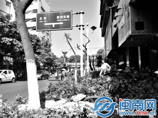 芗城钟法路行道树开始迁移