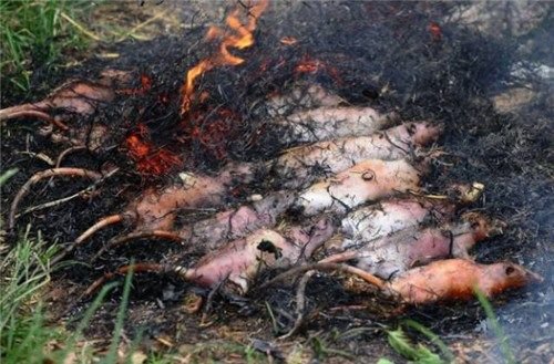 每一公斤田鼠肉的价格大约为4至5美元
