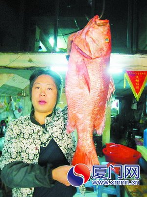 红槽鱼