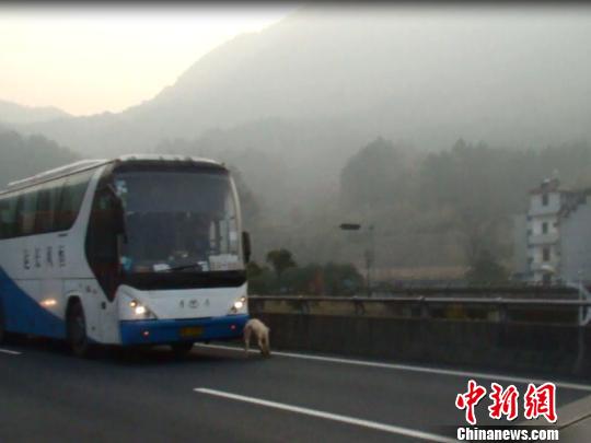 二师兄大闹高速