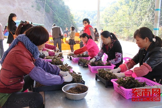 工人正在摘选金线莲