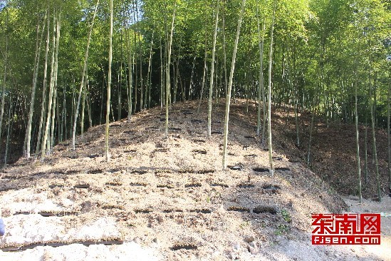 竹林下种植金线莲
