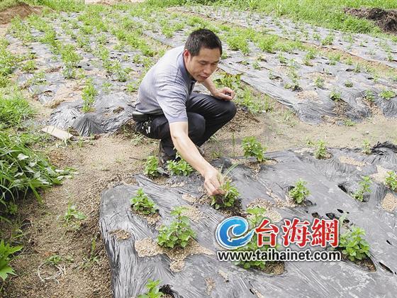 龙岩“仙草大王”义务教农民种“草”赚钱