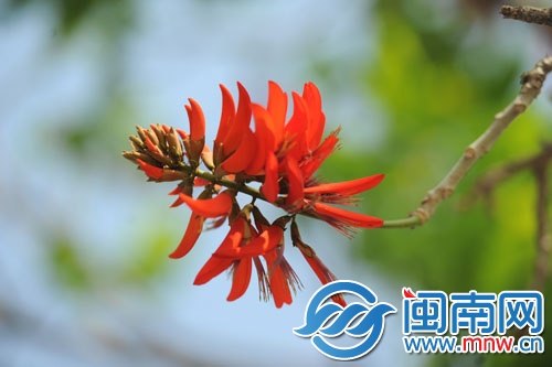 泉州市区丰海路的刺桐花开得很艳