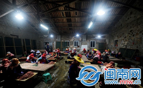 凌晨三点多，惠女们挑灯夜战，专注着手上的虾