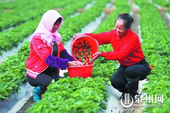 农民在地里将采摘的草莓收集起来