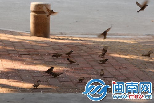 每天一早，蓝先生总会洒下米，等麻雀飞来啄米