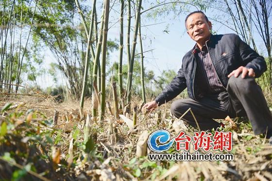 芗城天宝镇林语堂文化园竹林遭大面积砍伐