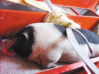 母猪被绑回家