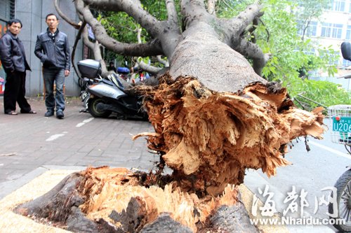 榕树突然倒下砸倒骑车父子 部门：赔偿市民损失2