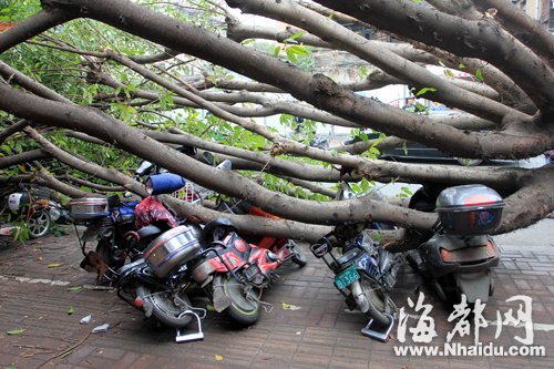 榕树突然倒下砸倒骑车父子 部门：赔偿市民损失
