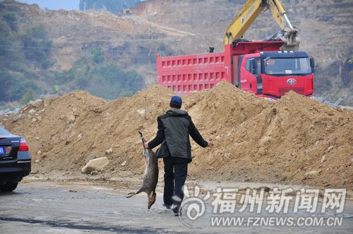 哺乳期麂子被追赶遭车撞伤 车主捉住后卖给工人2