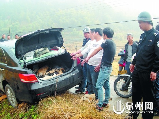 警方现场查获的轿车内，发现16只被盗杀的狗