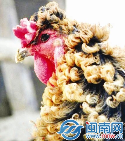 疑基因变异 公鸡天生卷毛