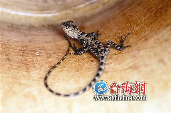 龙海一店门口惊现似鳄鱼“小怪物”