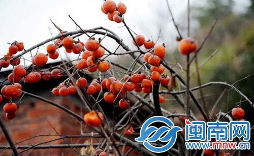 柿子树