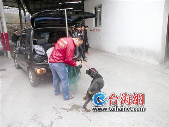 流浪狗患病避难汽修厂  警民合作送医治疗