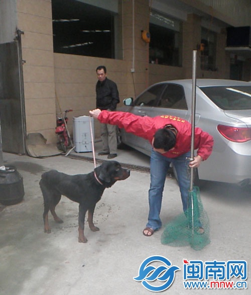 这只罗威纳狗得了犬瘟