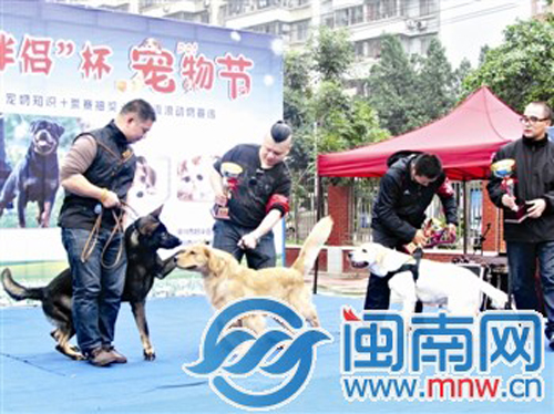 漳州30多只萌宠“走秀”