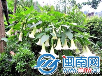 曼陀罗