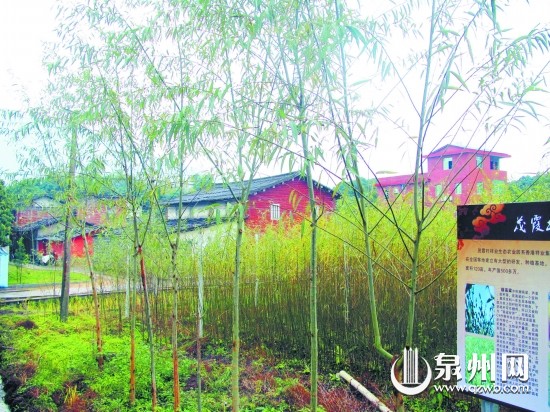 速生竹柳既美化了乡村，又让村民增加收入