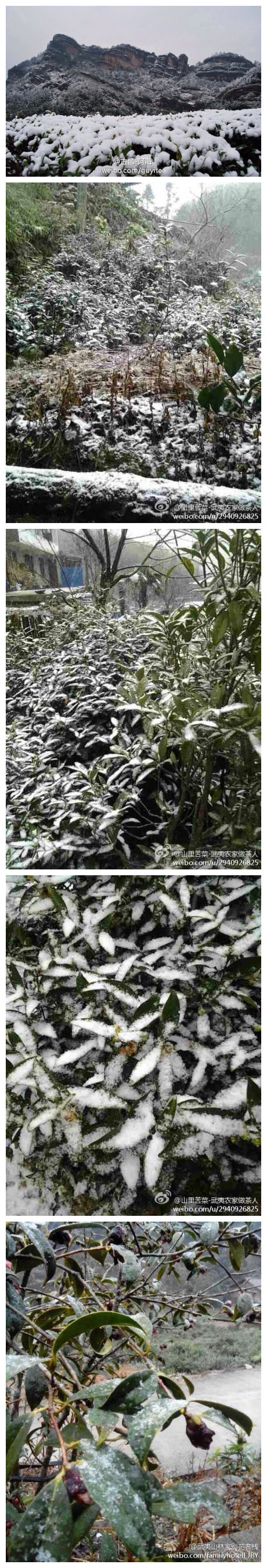 桐木关下雪
