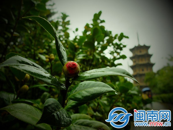 天上落雨，让植物吸足了水分（昨日上午11时许，摄于 