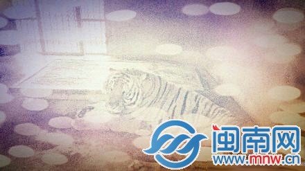 华南虎咬死五旬饲养员