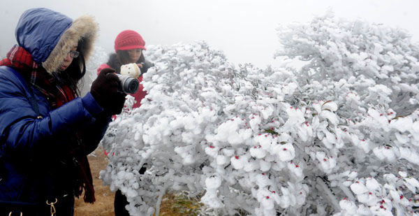 雪色中点点红，引人竞拍